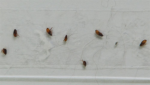 Les préparations contenant des pyréthroïdes et des insecticides organophosphorés sont efficaces contre les puces, mais elles ne peuvent généralement pas être utilisées avant que le chaton ait 6 mois.