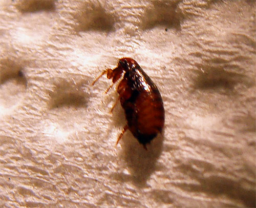 Après avoir appliqué la poudre insecticide, vous devez peigner les puces mortes du pelage du chaton.