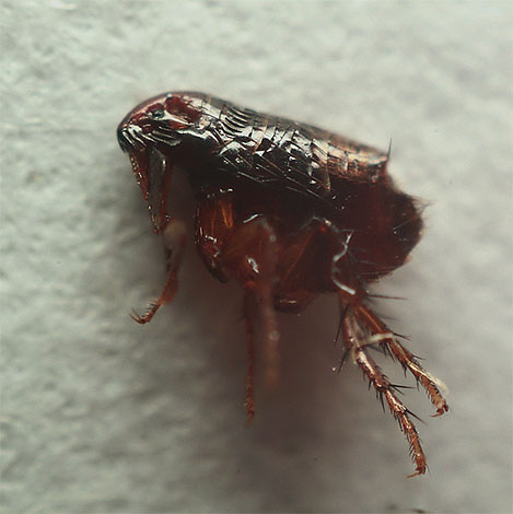 Les puces sont loin d'être inoffensives et peuvent causer des maladies graves chez un chaton.