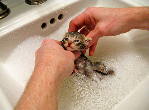 La mousse doit être lavée du chaton sous l'eau courante.