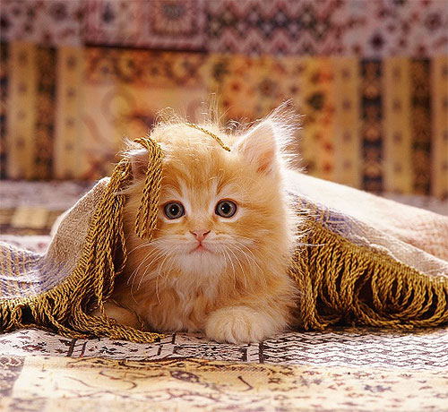 Les morsures constantes rendent le comportement du chaton agité, il démange souvent et mord sa fourrure