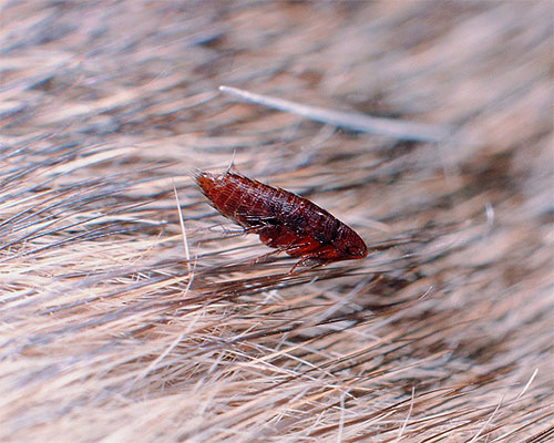 Et voici à quoi ressemble une puce directement sur la fourrure de l'animal.
