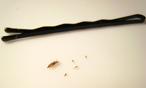 Pour prévenir l'apparition de poux chez un enfant, ne lui permettez pas d'utiliser les produits d'hygiène et de soins capillaires d'autres personnes.