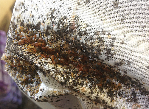 En règle générale, les punaises de lit colonisent en premier les lits et les canapés.