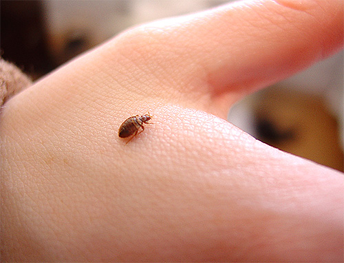 Au premier soupçon de présence de punaises de lit dans la maison, il est important d'essayer de détecter les insectes eux-mêmes.