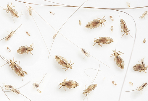 Le karbofos (un autre nom du malathion) est capable de provoquer une paralysie rapide et la mort des poux