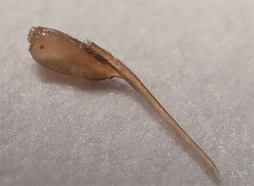 Cependant, tous les remèdes populaires ne sont pas capables de détruire les lentes.