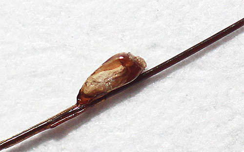 Même les lentes immergées dans une solution du puissant insecticide perméthrine peuvent rester en vie.