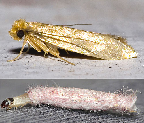 En plus de la mite des vêtements bien connue (qui est montrée sur la photo), il existe de nombreux autres types de mites intéressants dans le monde.