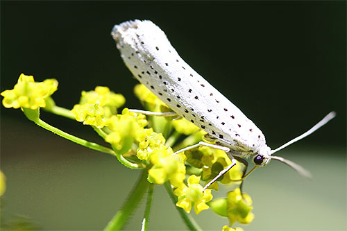 Papillon de papillon d'oiseau d'hermine sur une fleur