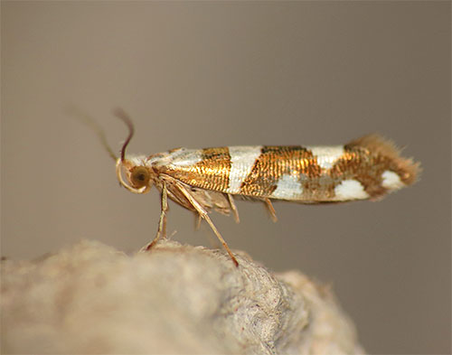 La photo montre le papillon Argyresthia brockeella