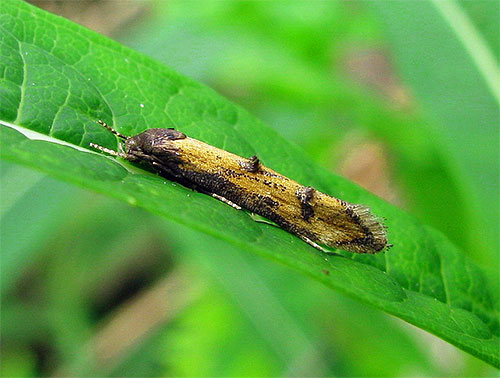 À première vue, le papillon à ailes étroites de l'épilobe papillon ressemble à un champignon de la rouille sur une feuille