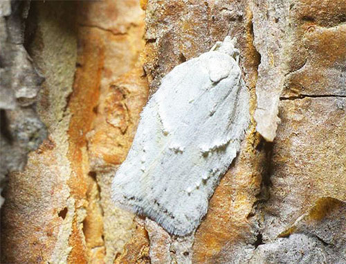 La teigne des neiges (Acleris logiana) se confond presque en couleur avec l'écorce de bouleau