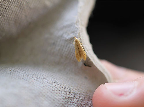 Mite de vêtements femelle rampant sur les vêtements dans le placard