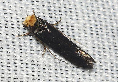 Papillon papillon Ceratophaga vicinella gros plan