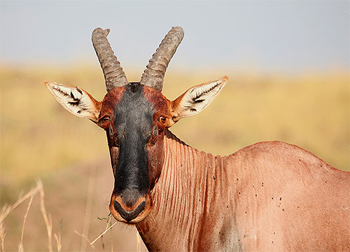 Les chenilles du papillon de nuit Ceratophaga vastella sont capables de ronger les cornes des antilopes africaines de l'intérieur.