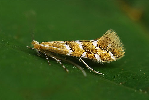 Noctuelle du châtaignier adulte