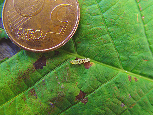 Chenille d'une teigne du châtaignier en grandeur nature sur une feuille endommagée