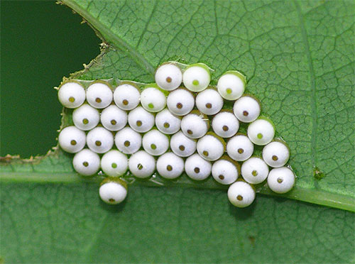 Les papillons nocturnes pondent généralement leurs œufs directement là où leurs chenilles se nourriront à l'avenir.