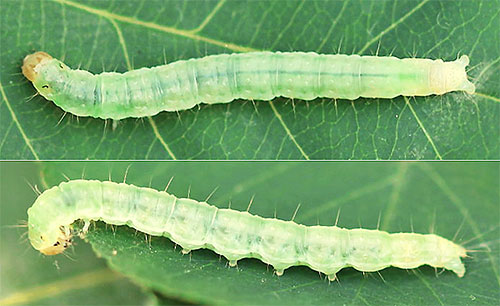 Et cette photo montre la larve du papillon Pandemis corylana