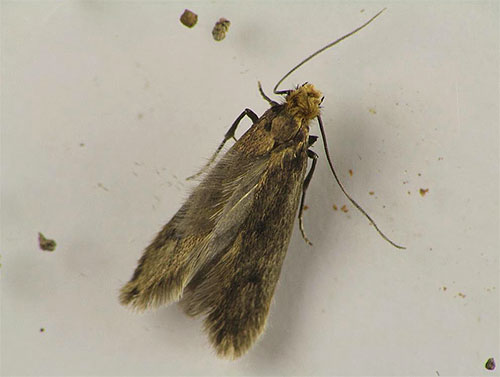 papillon de nuit femelle