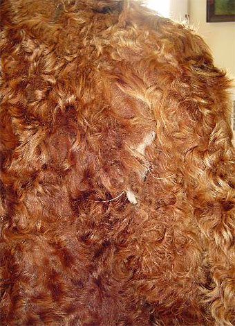 Fourrure gâtée par les chenilles d'un papillon de nuit