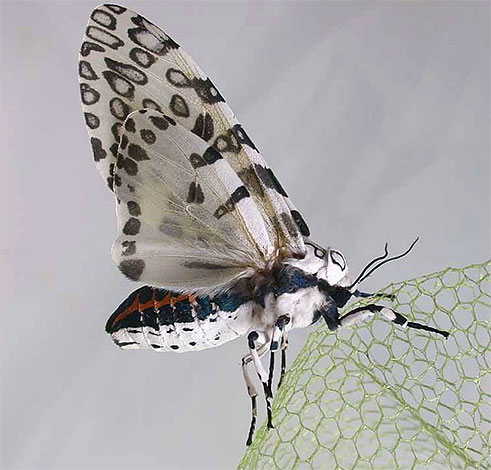 Papillon léopard aux ailes déployées