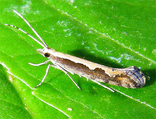 Papillon du chou papillon sur une feuille de plante