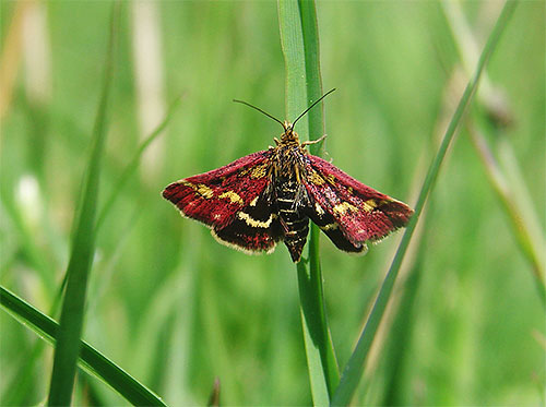 La photo montre le papillon Pyrausta purpuralis, qui vit en Europe.