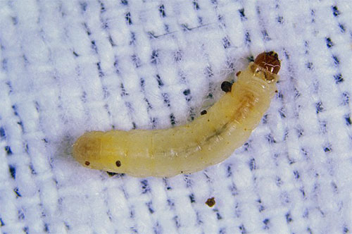 Close-up de chenille de mite de vêtements