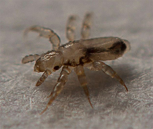 Après environ 1-2 semaines, le traitement avec Paranit doit être répété afin de détruire les larves issues des lentes.