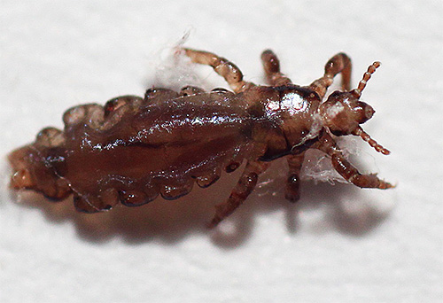 La diméthicone enveloppe les poux, s'écoule dans leurs voies respiratoires et conduit à la suffocation