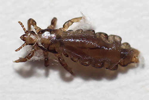L'huile minérale Clearol dans le cadre du shampooing Paranit enveloppe les poux d'une fine pellicule et les étouffe ainsi
