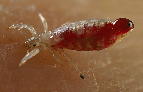 De nombreux shampoings pédiculicides sont efficaces contre les poux, mais n'agissent pas du tout sur les lentes.