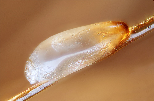 Le shampooing Veda dans ses deux versions a peu d'effet sur les lentes