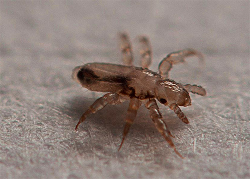 La procédure d'application du shampooing sur les cheveux doit être répétée après 10 à 14 jours, lorsque de nouvelles larves de poux éclosent des lentes survivantes.