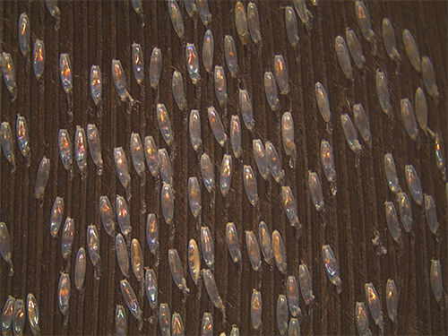 Beaucoup de coquilles de lentes de poux de lin sur les vêtements