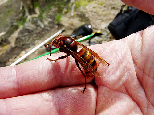 Ne sous-estimez pas le danger des frelons pour l'homme, mais ne l'exagérez pas trop...