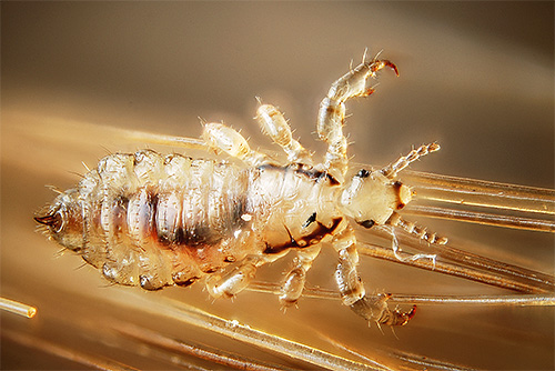 À ce jour, la poussière n'est pratiquement pas utilisée non seulement contre les poux, mais même dans le secteur agricole. 