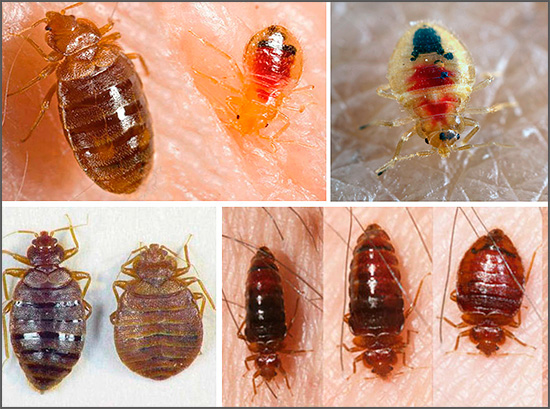 Il est souvent difficile de trouver des informations objectives sur les remèdes contre les punaises de lit sur Internet.