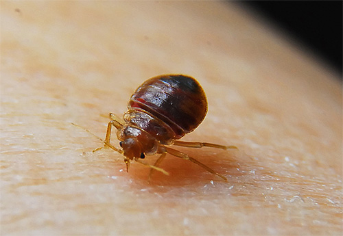 Photographie d'une punaise de lit lors d'une piqûre