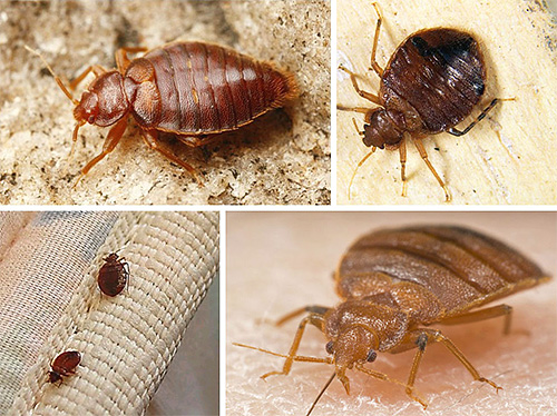 Il est nécessaire de traiter soigneusement les locaux avec Forsyth, car non seulement les punaises de lit, mais aussi une personne peuvent souffrir de son action.