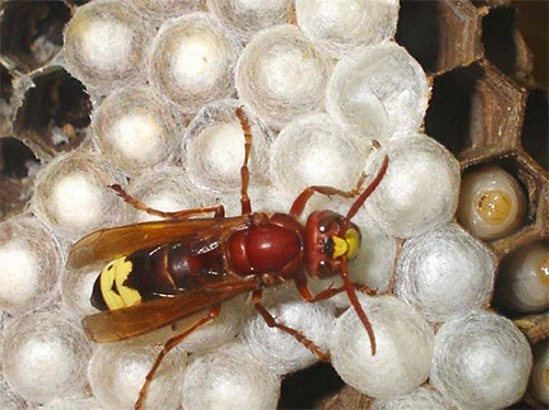 Reine des frelons dans le nid