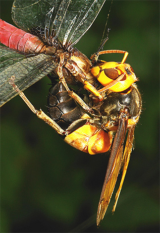 Les frelons asiatiques sont des prédateurs actifs