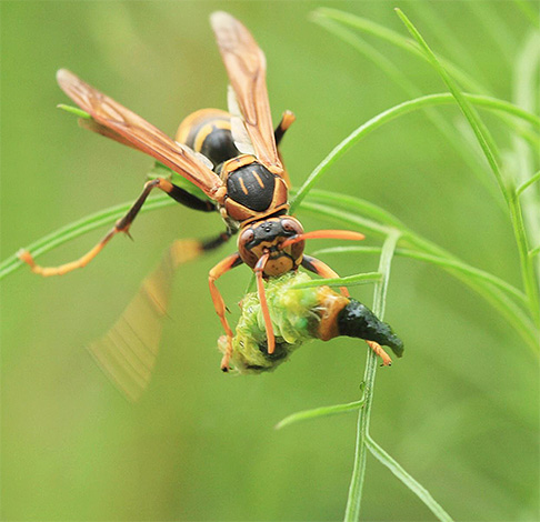 Pendant le vol, le frelon asiatique géant peut ressembler à un petit oiseau.