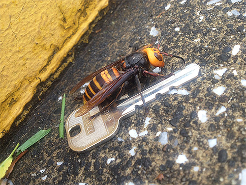 La longueur du corps d'un frelon géant peut atteindre 6 cm