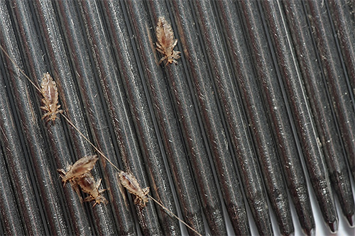 Les peignes à poux en acier médical sont très durables et ne se cassent jamais pendant la procédure.