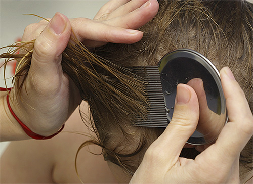 Les pétoncles peuvent également être utilisés pour prévenir les poux de tête