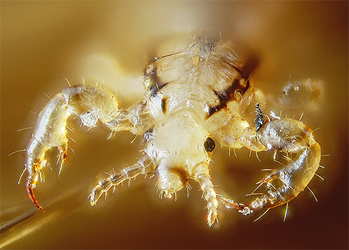 Rêver de poux qui parlent c'est entendre bientôt