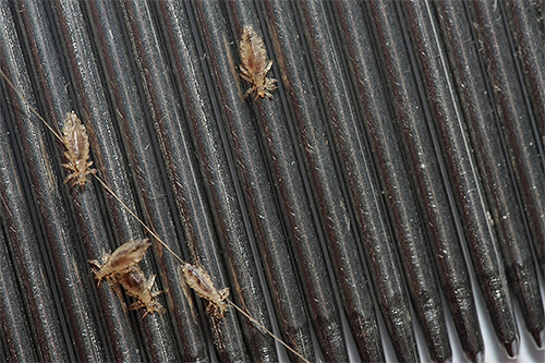Du point de vue de la psychologie, les lentes et les poux dans un rêve ne sont pas un signe très agréable.